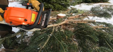 It is time for cleaning up in your Christmas trees